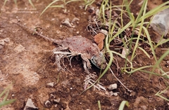 Agama aculeata