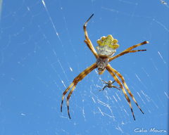 Argiope argentata