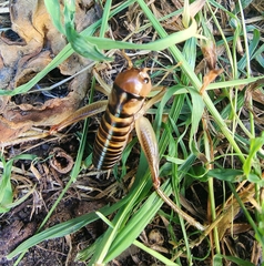 Hemiandrus pallitarsis