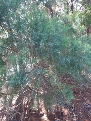 Callitris rhomboidea