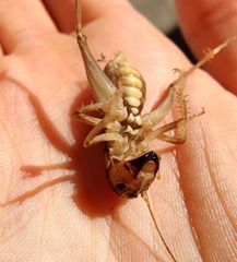 Hemiandrus pallitarsis