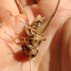 Hemiandrus pallitarsis