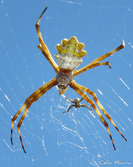 Argiope argentata