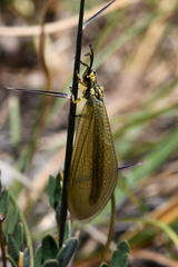 Myrmecaelurus trigrammus