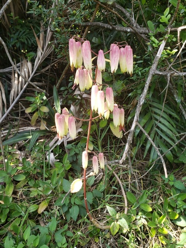 Kalanchoe pinnata