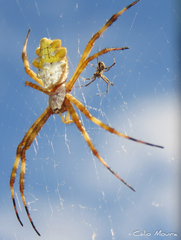 Argiope argentata