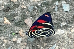 Callicore astarte selima