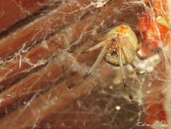 Latrodectus geometricus