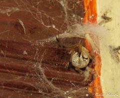 Latrodectus geometricus