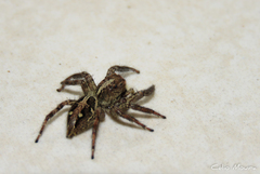 Plexippus paykulli