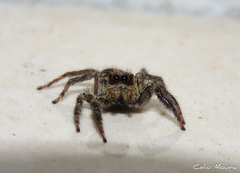 Plexippus paykulli