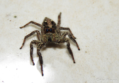 Plexippus paykulli