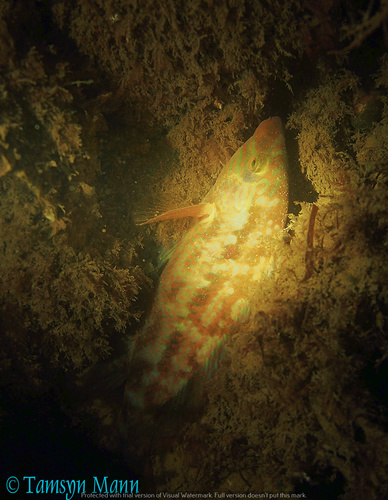 Corkwing Wrasse, Torbay, UK, photo 8 of 10