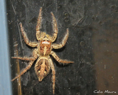 Plexippus paykulli