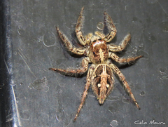 Plexippus paykulli