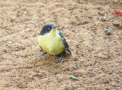 Todirostrum cinereum