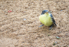 Todirostrum cinereum