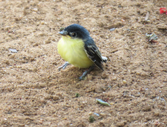 Todirostrum cinereum