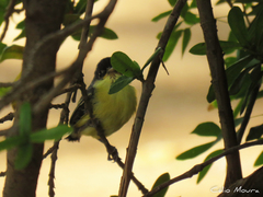 Todirostrum cinereum