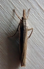 Orocrambus horistes