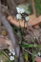 Gentianella muelleriana