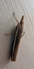 Orocrambus horistes