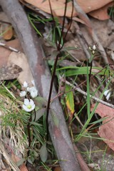 Gentianella muelleriana