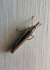 Orocrambus horistes