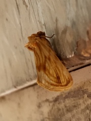 Cirrhophanus triangulifer