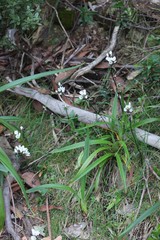 Gentianella muelleriana