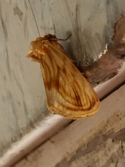 Cirrhophanus triangulifer