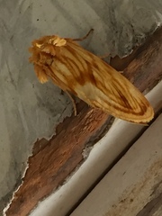 Cirrhophanus triangulifer