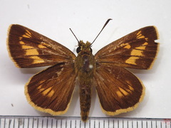 Ochlodes ochracea