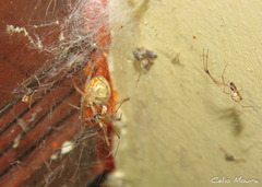 Latrodectus geometricus