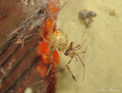 Latrodectus geometricus