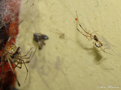 Latrodectus geometricus