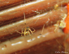 Latrodectus geometricus