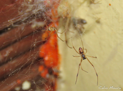 Latrodectus geometricus