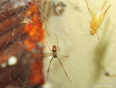 Latrodectus geometricus