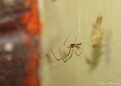 Latrodectus geometricus