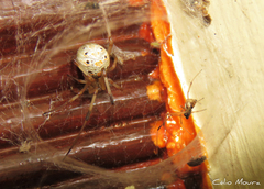 Latrodectus geometricus