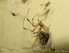 Latrodectus geometricus