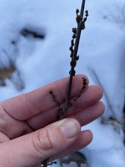 Daphne mezereum