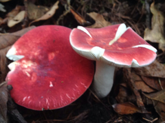 Russula