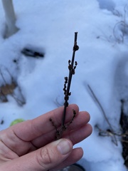 Daphne mezereum