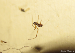 Latrodectus geometricus