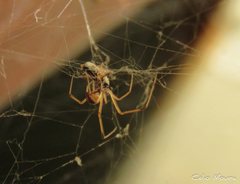 Latrodectus geometricus
