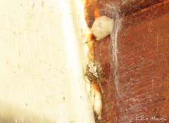 Theridion