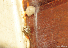Theridion