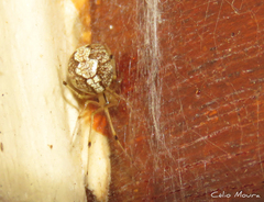 Theridion